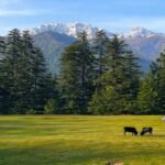 jibhi distance from delhi