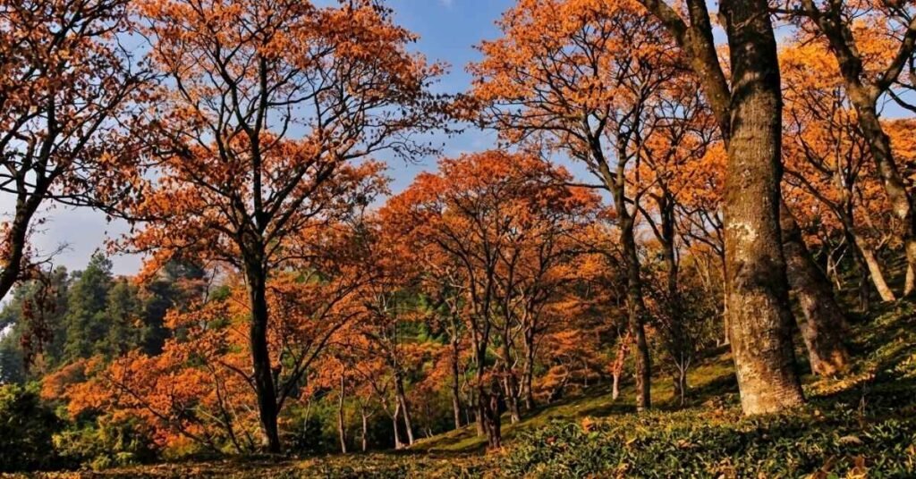 shimla best time to visit