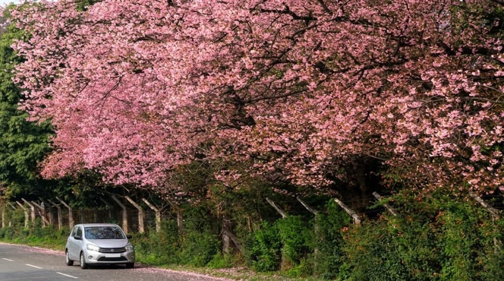 Best Time to Visit Meghalaya